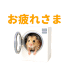 キンクマハムスター氏の日常（個別スタンプ：34）
