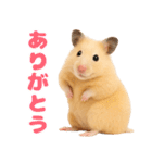 キンクマハムスター氏の日常（個別スタンプ：37）