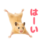 キンクマハムスター氏の日常（個別スタンプ：38）