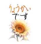 8月 夏の花 大きくて見やすい挨拶スタンプ（個別スタンプ：5）