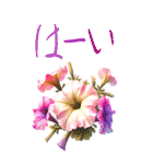 8月 夏の花 大きくて見やすい挨拶スタンプ（個別スタンプ：6）