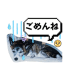 チェル＆えのきのスタンプ（個別スタンプ：6）