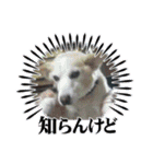 チェル＆えのきのスタンプ（個別スタンプ：14）
