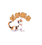 おやすみにゃ～＊ねこのまったり夜（個別スタンプ：16）