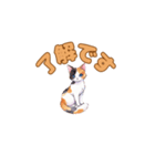 おやすみにゃ～＊ねこのまったり夜（個別スタンプ：22）
