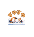 おやすみにゃ～＊ねこのまったり夜（個別スタンプ：24）
