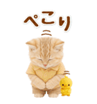 癒しにゃんこの気軽な敬語スタンプ【BIG】（個別スタンプ：11）