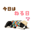 ゆるサマー★ボーダーコリースタンプ（個別スタンプ：2）