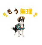 ゆるサマー★ボーダーコリースタンプ（個別スタンプ：3）