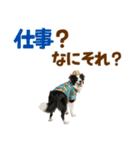 ゆるサマー★ボーダーコリースタンプ（個別スタンプ：5）