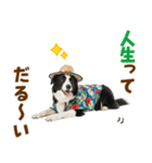 ゆるサマー★ボーダーコリースタンプ（個別スタンプ：6）