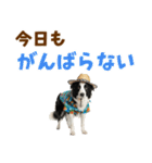 ゆるサマー★ボーダーコリースタンプ（個別スタンプ：10）