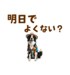 ゆるサマー★ボーダーコリースタンプ（個別スタンプ：11）
