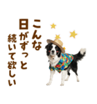 ゆるサマー★ボーダーコリースタンプ（個別スタンプ：12）