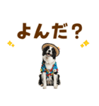 ゆるサマー★ボーダーコリースタンプ（個別スタンプ：14）