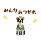 ゆるサマー★ボーダーコリースタンプ（個別スタンプ：16）