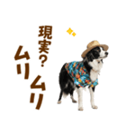 ゆるサマー★ボーダーコリースタンプ（個別スタンプ：19）