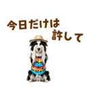 ゆるサマー★ボーダーコリースタンプ（個別スタンプ：20）