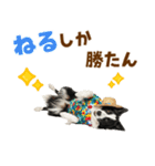 ゆるサマー★ボーダーコリースタンプ（個別スタンプ：22）