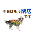 ゆるサマー★ボーダーコリースタンプ（個別スタンプ：24）