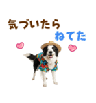 ゆるサマー★ボーダーコリースタンプ（個別スタンプ：27）