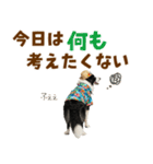 ゆるサマー★ボーダーコリースタンプ（個別スタンプ：30）