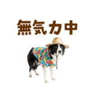 ゆるサマー★ボーダーコリースタンプ（個別スタンプ：32）