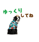 ゆるサマー★ボーダーコリースタンプ（個別スタンプ：33）