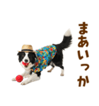 ゆるサマー★ボーダーコリースタンプ（個別スタンプ：36）
