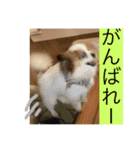 ジョイJOYスタンプ使えるスタンプ2（個別スタンプ：7）