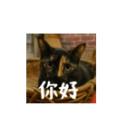 小花達ののびのび日和(台湾華語）（個別スタンプ：2）