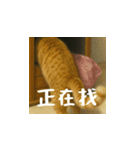 小花達ののびのび日和(台湾華語）（個別スタンプ：10）