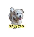 あずきファンクラブ2（個別スタンプ：3）