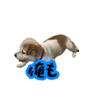 あずきファンクラブ2（個別スタンプ：4）