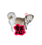 あずきファンクラブ2（個別スタンプ：12）