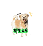 あずきファンクラブ2（個別スタンプ：14）