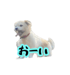 あずきファンクラブ2（個別スタンプ：16）