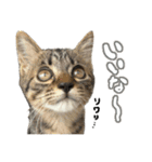 ねこさんら（実写版）3（個別スタンプ：1）