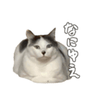 ねこさんら（実写版）3（個別スタンプ：2）