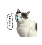 ねこさんら（実写版）3（個別スタンプ：3）