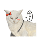 ねこさんら（実写版）3（個別スタンプ：5）
