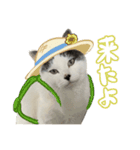 ねこさんら（実写版）3（個別スタンプ：6）