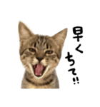 ねこさんら（実写版）3（個別スタンプ：7）
