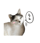 ねこさんら（実写版）3（個別スタンプ：8）