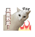 ねこさんら（実写版）3（個別スタンプ：9）