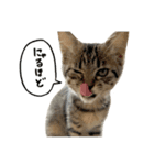 ねこさんら（実写版）3（個別スタンプ：10）