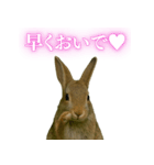 【面白い・エロ】本物のウサギ（個別スタンプ：1）