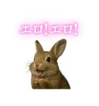 【面白い・エロ】本物のウサギ（個別スタンプ：2）