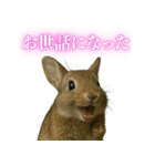 【面白い・エロ】本物のウサギ（個別スタンプ：3）