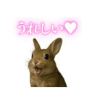 【面白い・エロ】本物のウサギ（個別スタンプ：4）